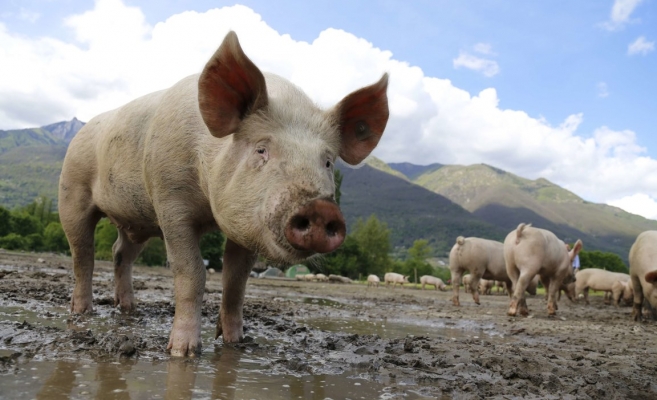 Încă un focar de pestă porcină africană depistat la Cluj