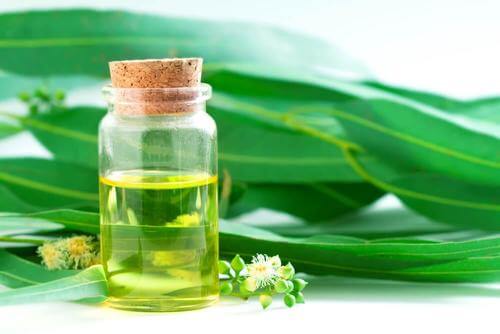 Planta care te scapă de răceală. Combate tusea