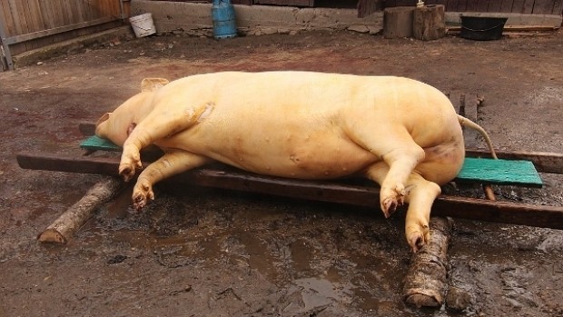 Când se taie porcul de Crăciun?