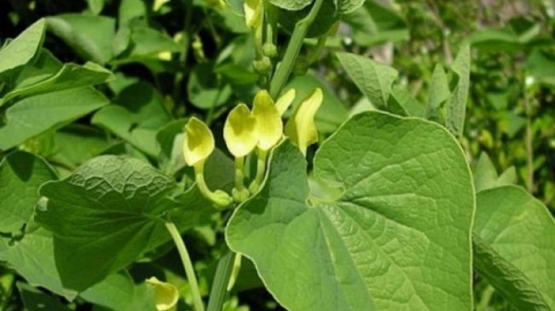 Planta TOXICĂ ce provoacă boli grave de rinichi. Poate cauza avortul și favorizează apariția cancerului