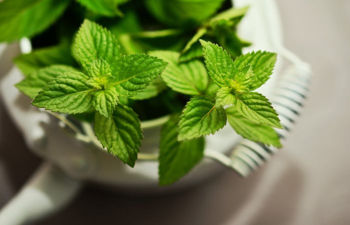Planta care reduce senzația de greață. Te scapă de stres și ameliorează durerile de cap