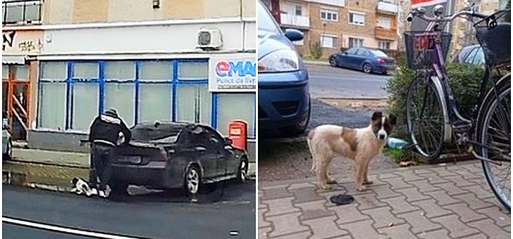 Câine aruncat din portbagajul unui BMW
