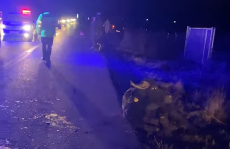 Accident cu două victime în Cluj. Un bivol