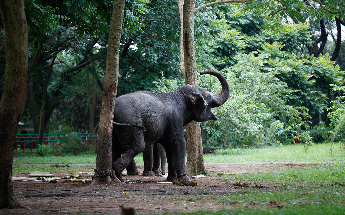 O turmă de elefanți sălbatici a doborât un zid de beton și a intrat într-un parc zoologic
