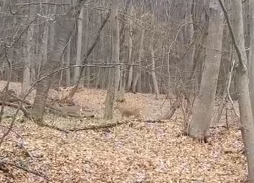 VIDEO. Căprioare