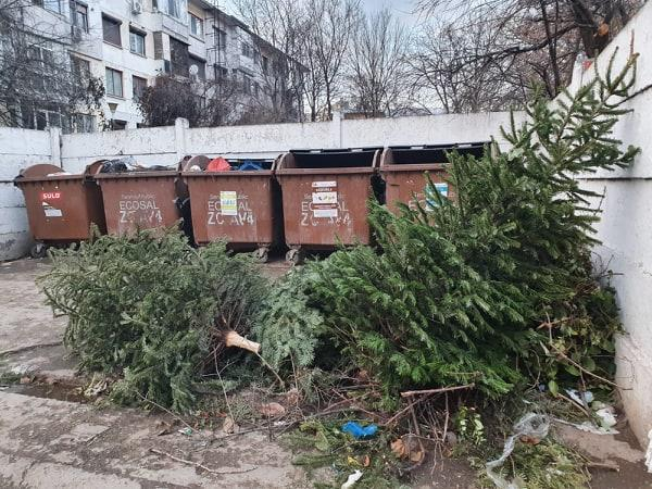 Clujenii pot scăpa gratuit de brazii de Crăciun