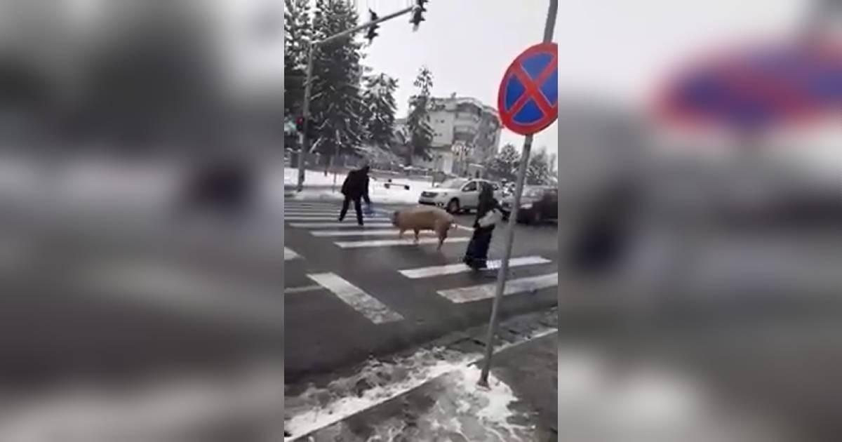 Un porc a fost filmat pe trecerea de pietoni din Huedin