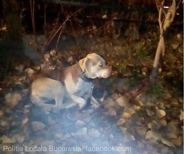 3.000 de lei amendă pentru că și-a abandonat câinele într-un parc