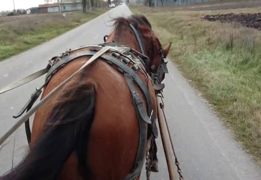 Un bărbat agresiv a furat o căruță cu doi cai de la o femeie și un minor