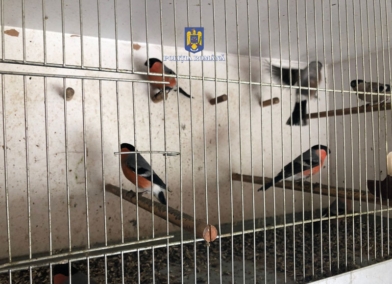 ATENȚIE de unde cumpărați animale de companie! Vânzător ILEGAL de păsări sălbatice