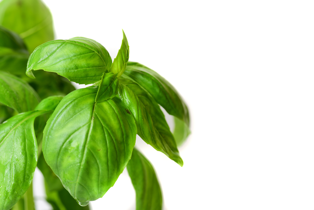 Planta care te scapă de oboseală. Luptă cu bolile de inimă