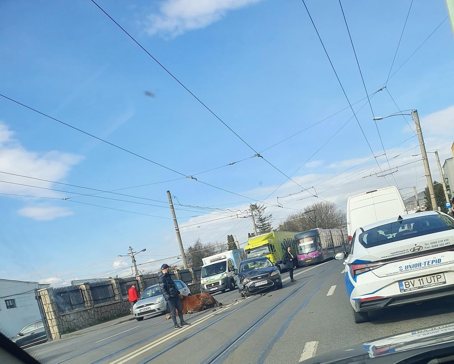 O mașină a lovit un cal lăsat nesupravegheat pe Bulevardul Muncii