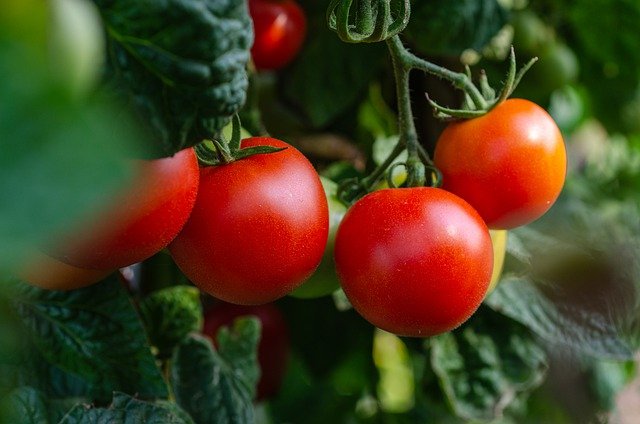 Alimentul care întărește oasele. Reduce riscul apariției cancerului și menține aspectul tânăr al pielii/ Sursă foto: pixabay.com