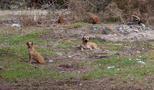 Cresc pedepsele pentru persoanele care bat și ucid animale. Vinovații riscă până la 7 ani de închisoare/ Sursă foto: pixabay.com