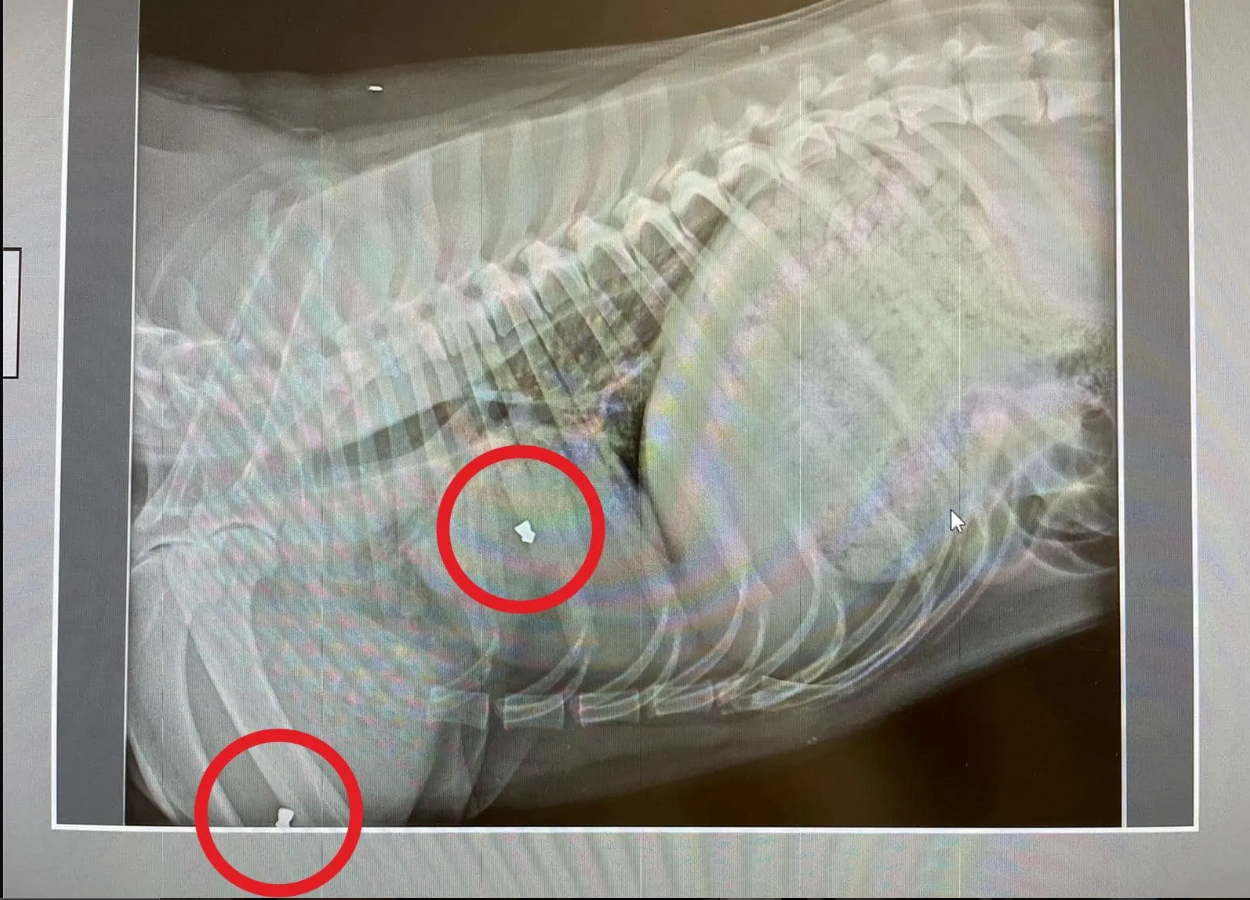 CRUZIME FĂRĂ MARGINI! A împușcat mortal un câine în plină zi