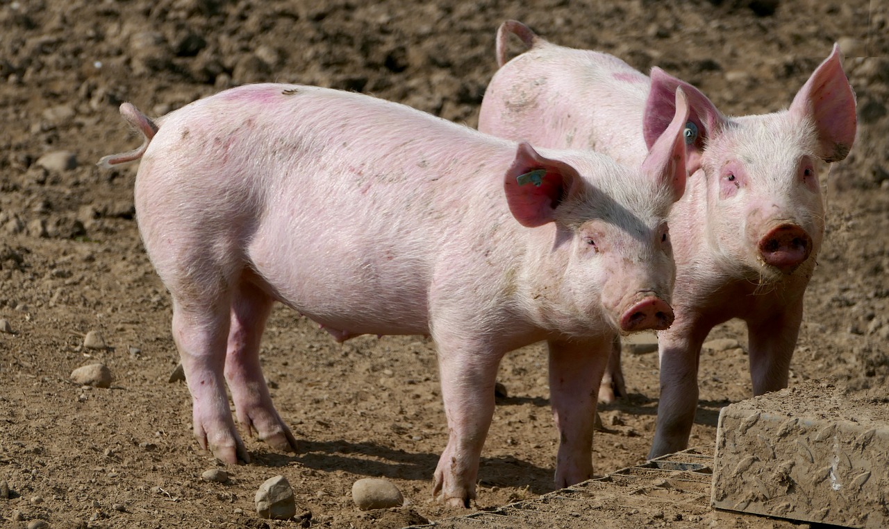 Focar de pestă porcină africană în Turda/ Sursă foto: pixabay.com