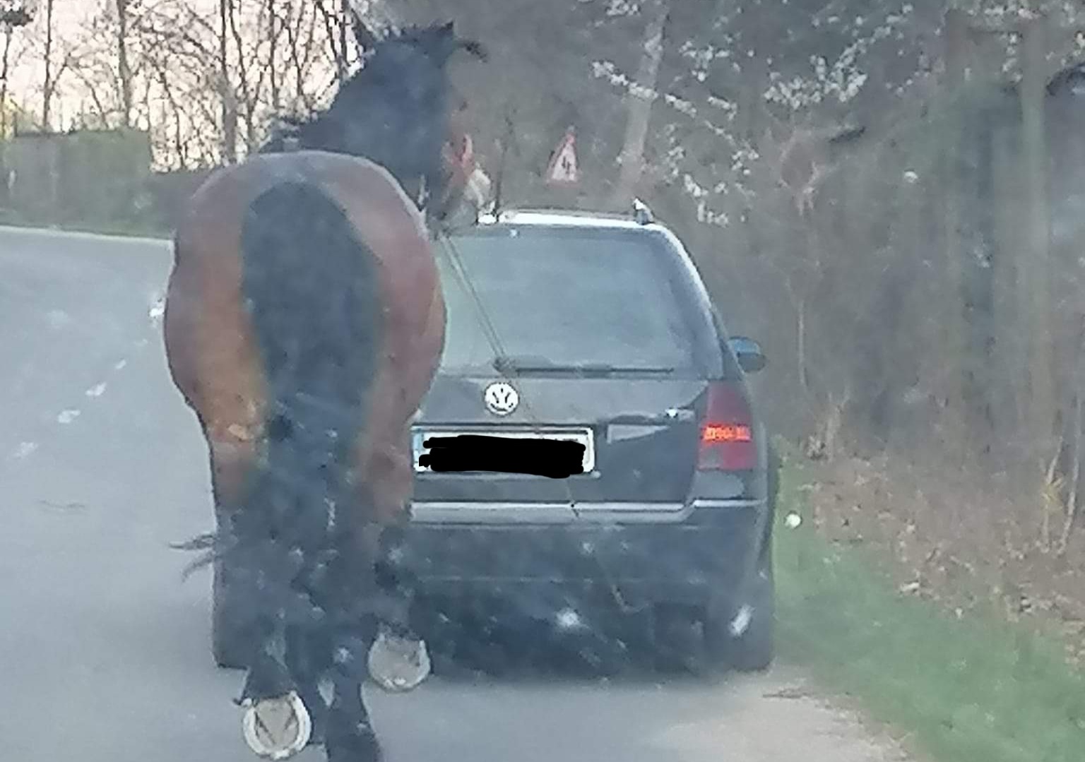 Cal tras de o mașină în Someșu Rece