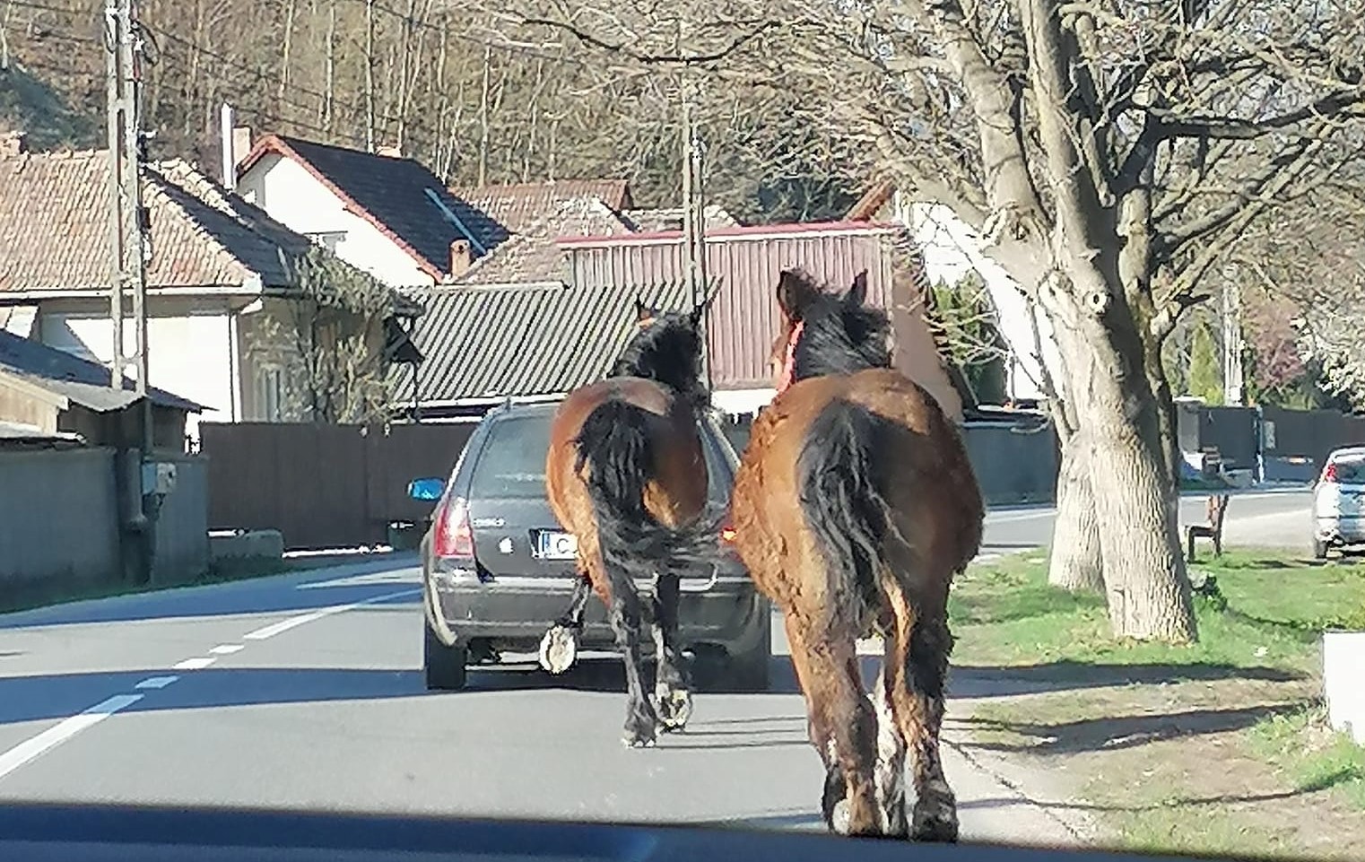 Un cal a fost legat de mașină și tras prin Someșu Rece