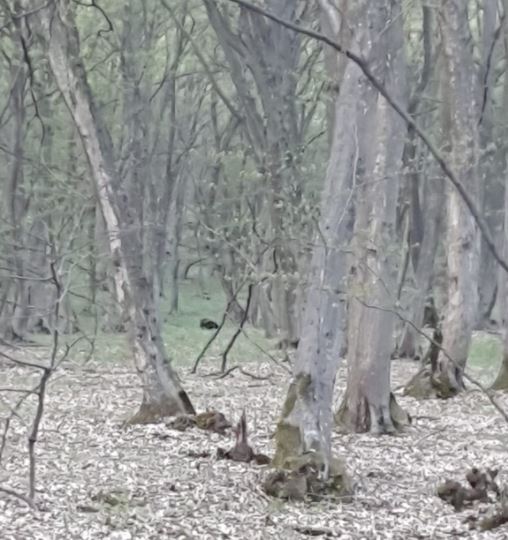 Apariția ursului în Baciu NU e neașteptată. Ecolog: „Prezența lor va fi mai comună. Trebuie să abordăm ursul ca specie protejată”