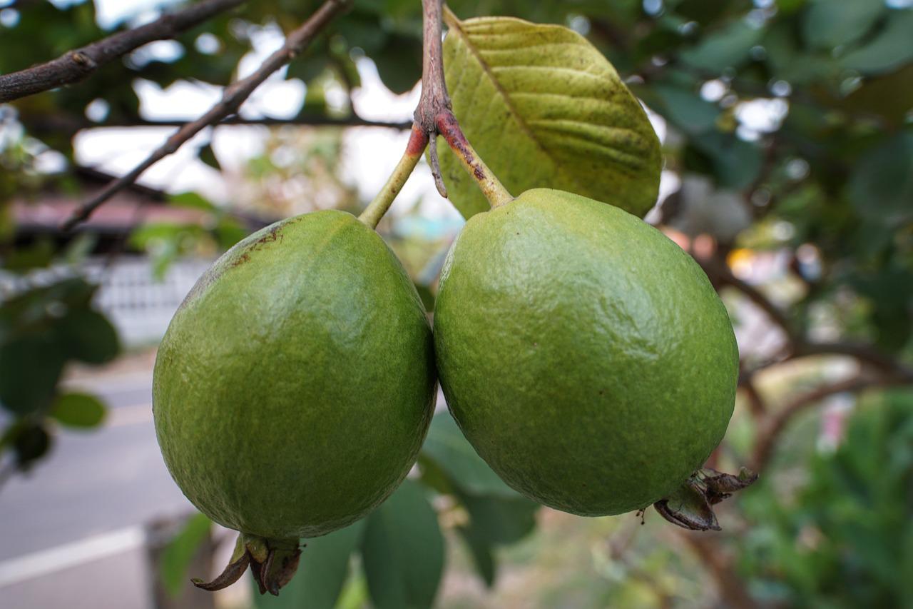 Guava