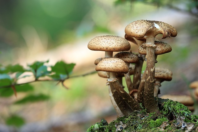 Cea mai importantă legumă pe care trebuie să o introduci în alimentație - ciuperca / Foto: pixabay.com