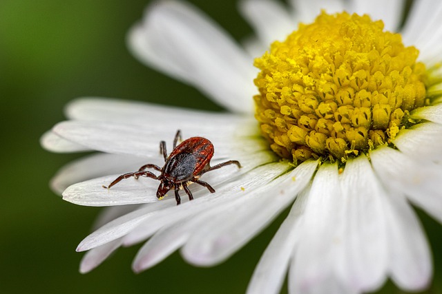Căpușele se găsesc în zonele cu iarbă și umiditate crescută și sunt mai active în perioada aprilie-noiembrie/ FOTO: pixabay.com