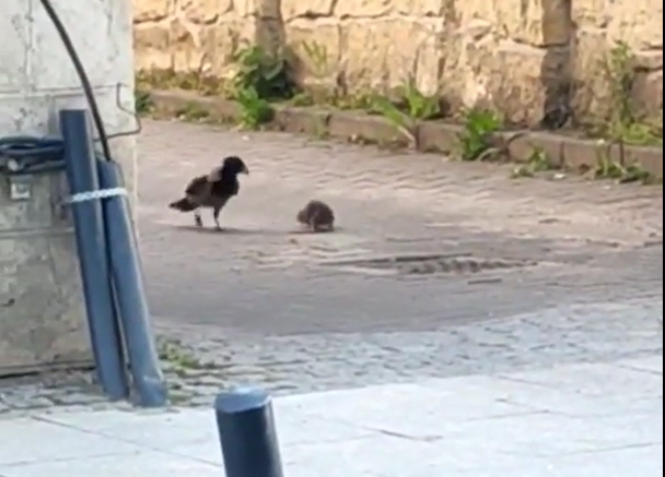 Protagoniștii acestui incident au fost un șobolan și o cioară/ FOTO: captură ecran