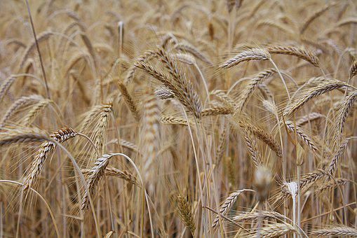 Ucraina este unul dintre cei mai mari producători de grâne din Europa. FOTO: Pixabay.com