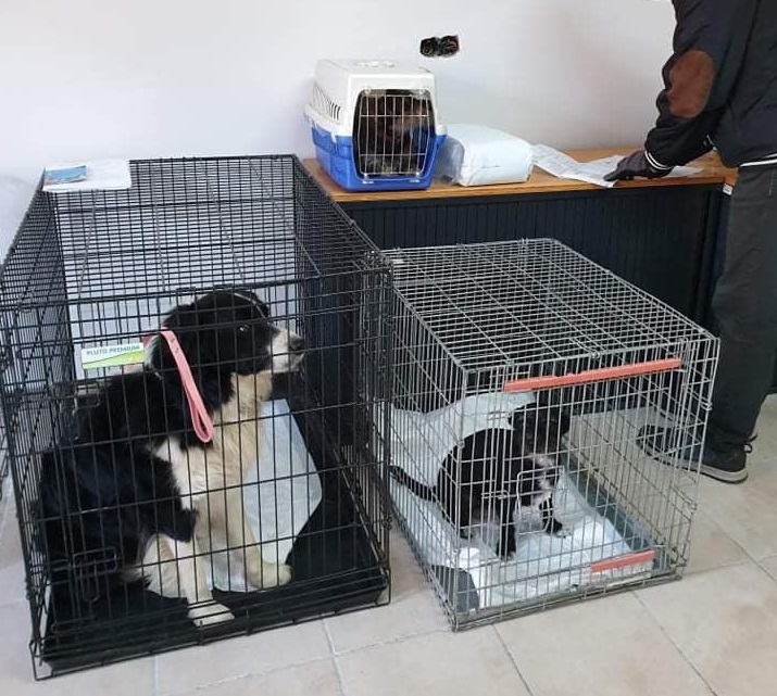 Campanie de sterilizare gratuită a câinilor