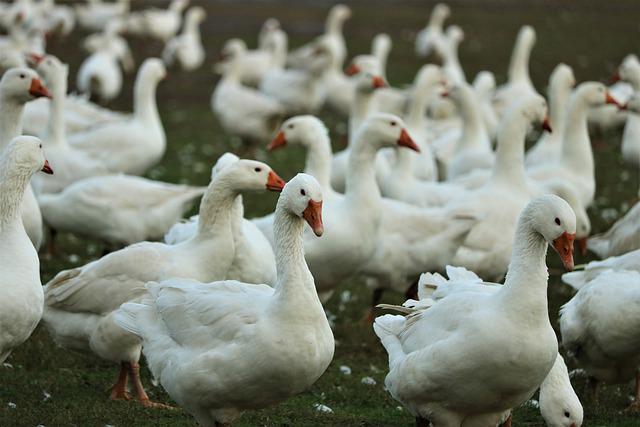 Având în vedere numărul cazurilor în creștere de gripă aviară din Europa