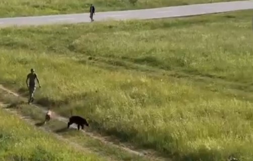 Un porc mistreț rătăcit printre blocurile din Florești a fost îndrumat luni dimineață înapoi în pădure de paznicul de vânătoare însoțit de polițiști și un câine/ Foto: captură ecran video