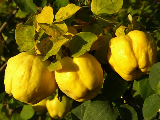 Fructul care te ajută să pierzi din kilogramele în plus. Tratează ulcerul și combate anemia/ Foto: pixabay.com