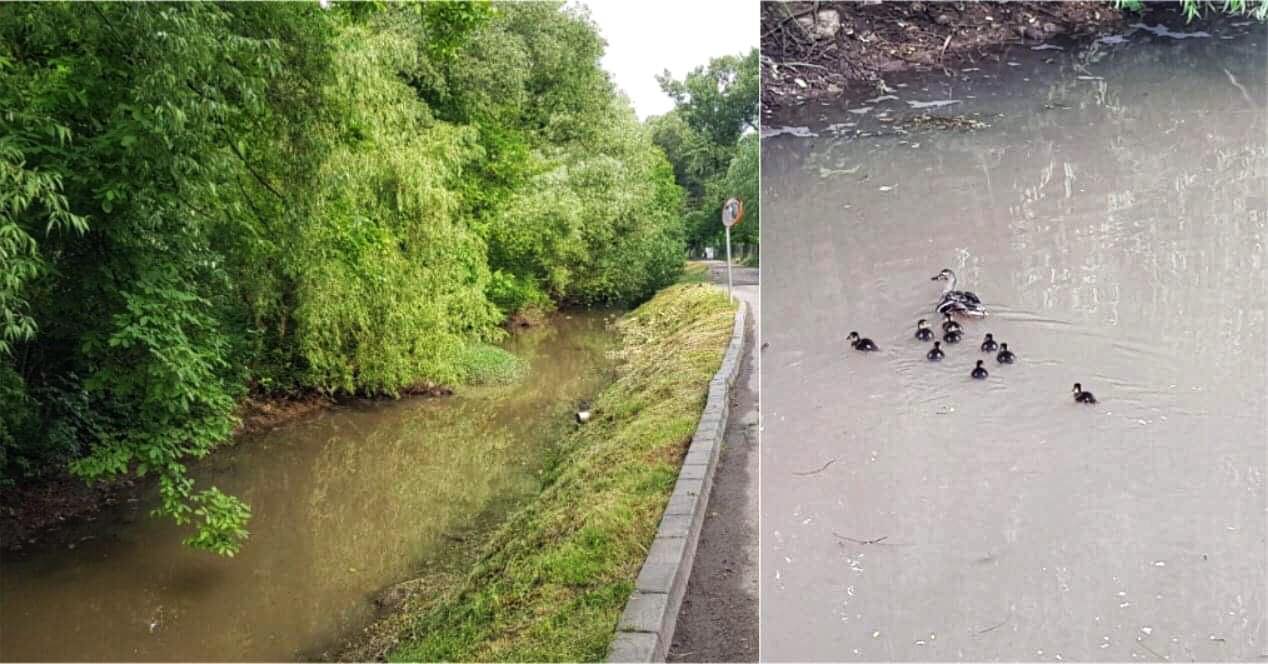 Mica „sălbăticie urbană” de-a lungul Canalului Morii