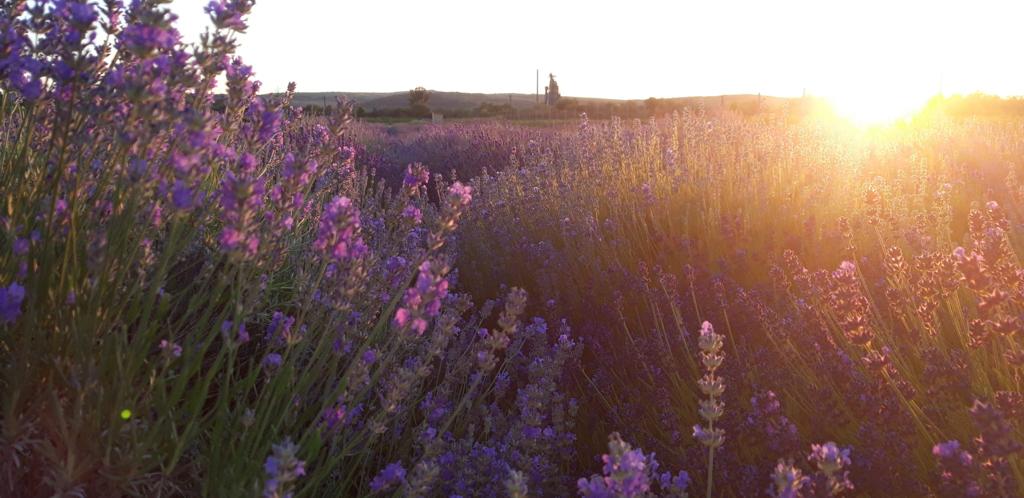 Lavanda de pe Someș/ Foto: arhivă proprietar