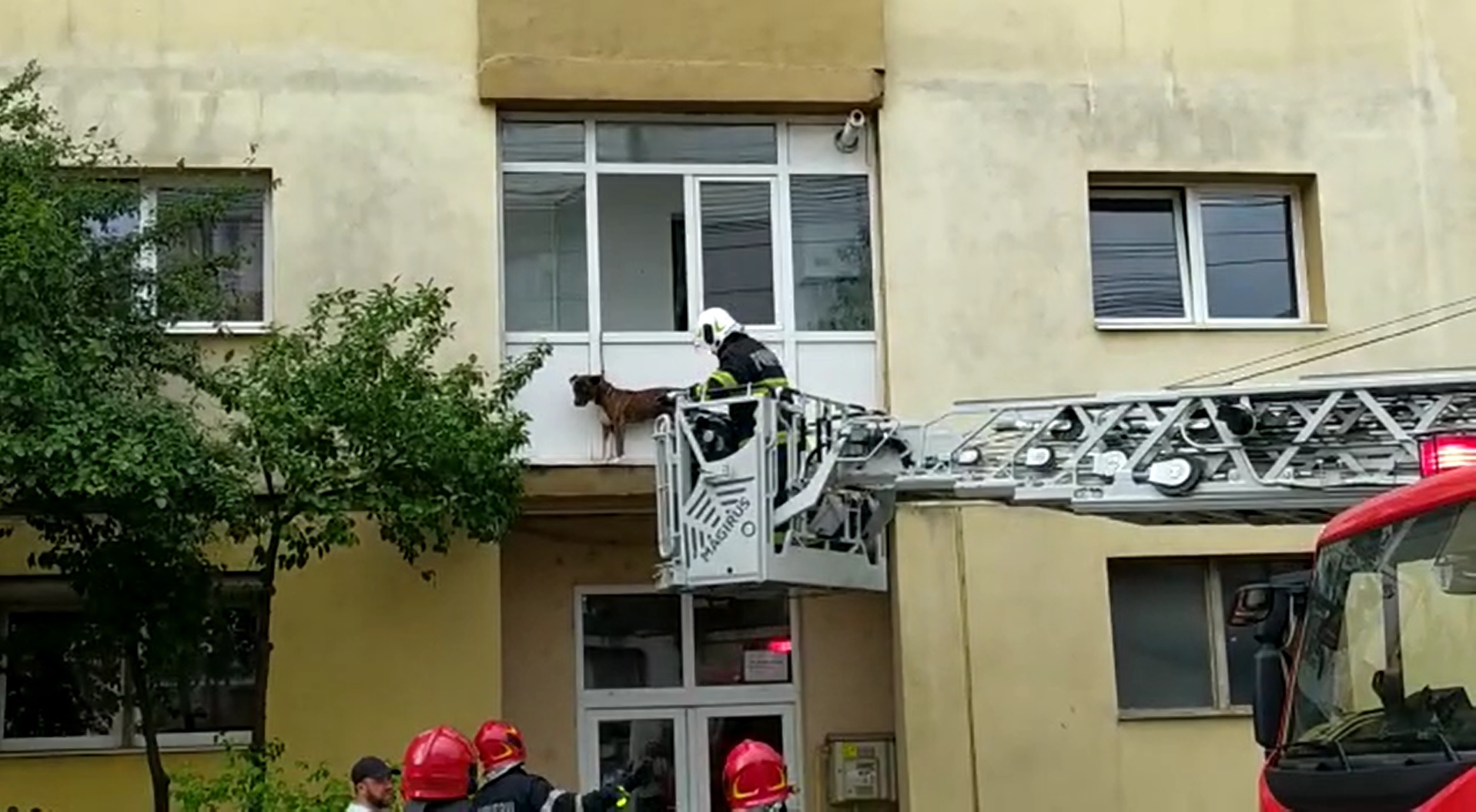 Câine rămas blocat în lesă în afara balconului