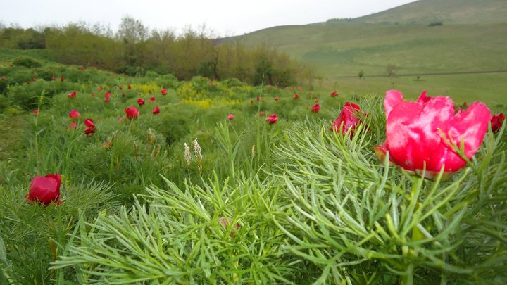 Destinatie pentru un weekend de neuitat/ Foto: Facebook - REZERVATIA NATURALA - Bujorul de Stepa - Zau De Campie