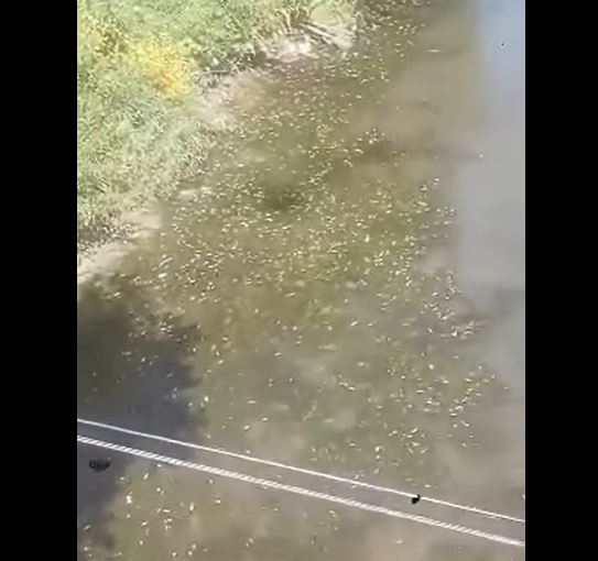 Incredibil! Sute de pești morți în Someșul Mic