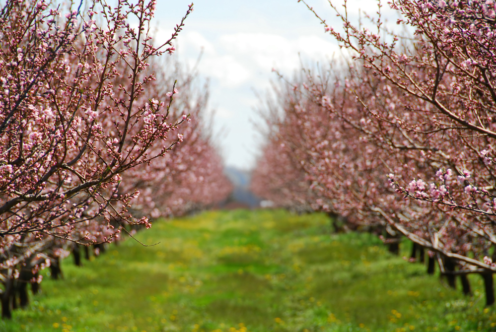 Producătorii agricoli care deţin plantaţii pomicole şi viticole ar putea beneficia de un ajutor de 875 lei/ha / Foto: depositphotos.com