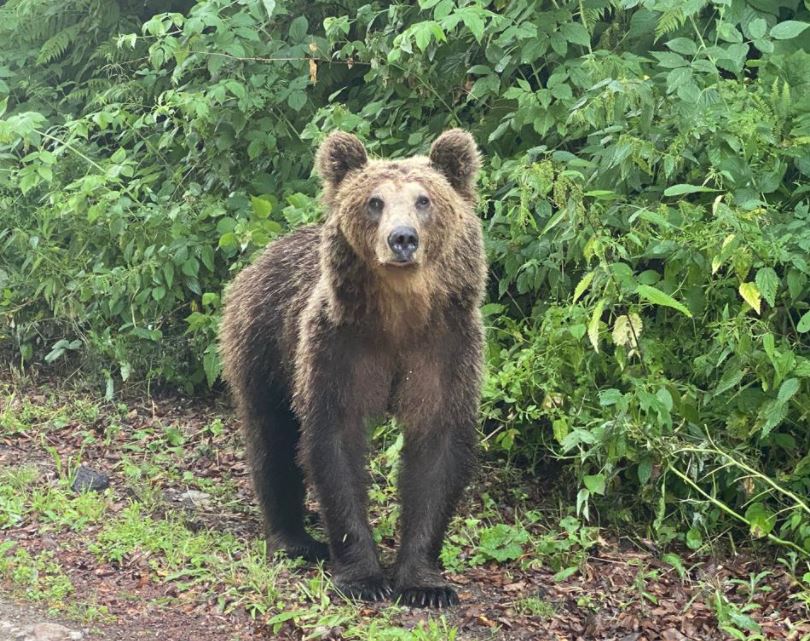 Încă un atac al urșilor în Cluj / Foto: monitorulcj.ro