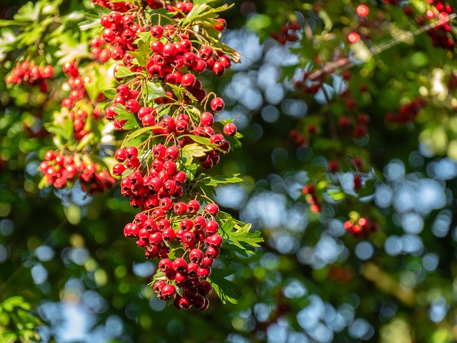 Planta minune pentru inimă/ Foto: pixabay.com