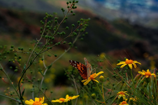 Fauna şi flora la nivel global ar putea fi într-un pericol mai mare decât au crezut până acum oamenii de ştiinţă/ Foto: pixabay.com