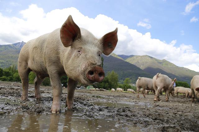 Focar de pestă porcină în Cluj/ Foto: pixabay.com