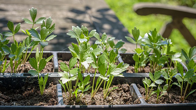 Planta care previne formarea pietrelor la rinichi. Calmează durerile de cap și combate cancerul/ Foto: pixabay.com