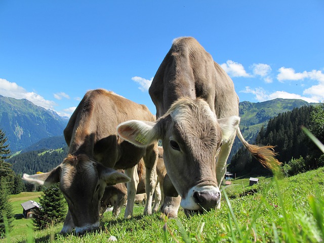 Sprijin financiar de 26 de milioane de lei pentru crescătorii de animale / Foto: pixabay.com