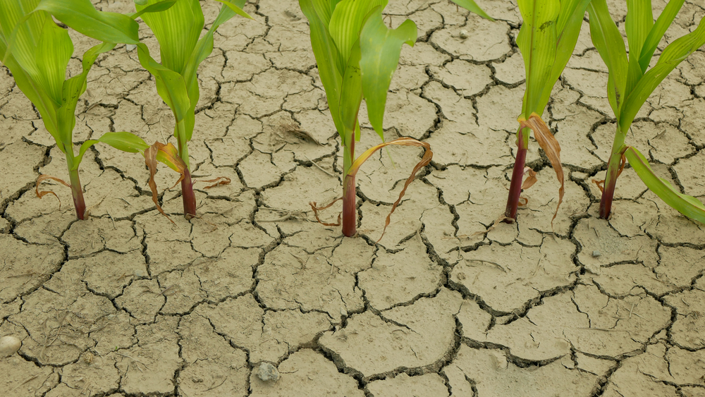 Peste 600.000 de hectare de terenuri agricole