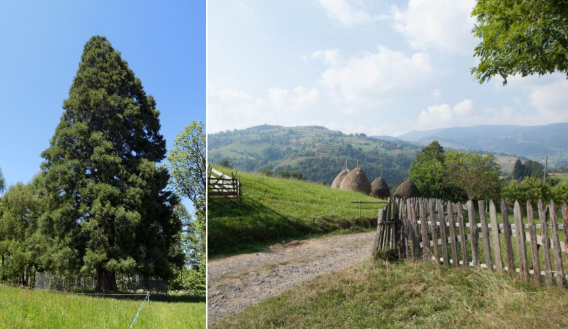 Drumul de acces spre Arborele de Sequoia din Săcuieu