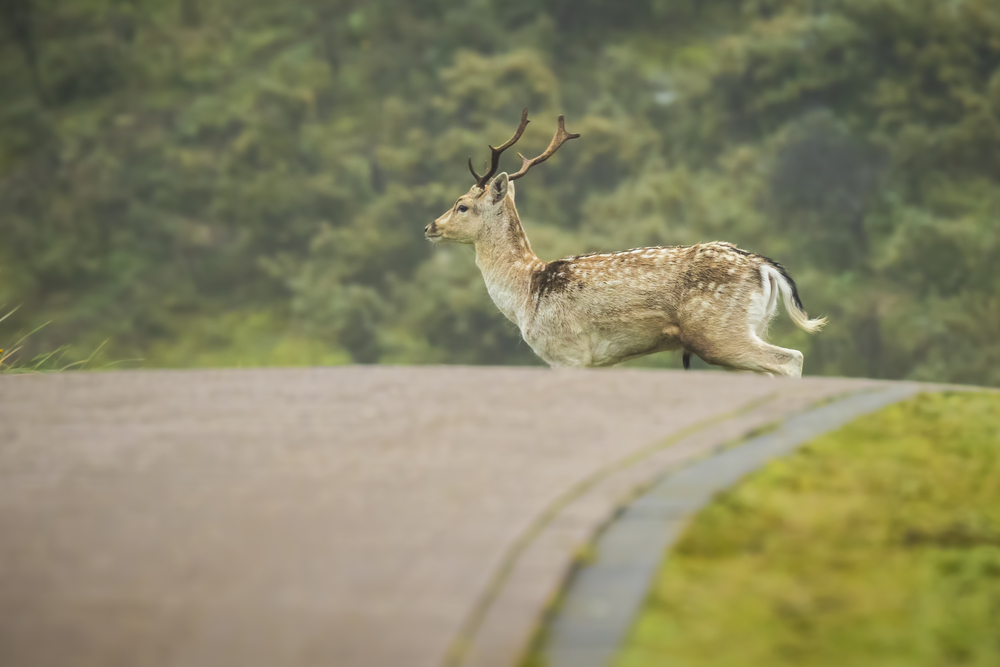 Cerb