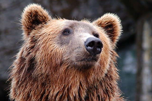 Un urs a omorât 300 de găini în gospodării din Harghita / Foto: pixabay.com