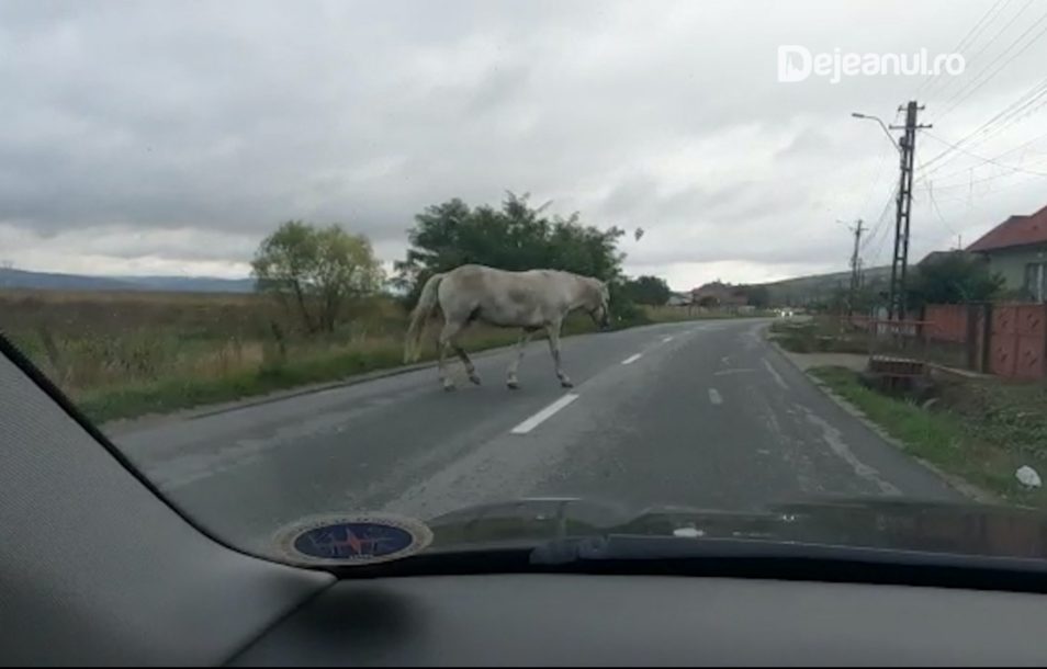 11 cai au hoinărit prin municipiul Dej nesupravegheați/ Foto: dejeanul.ro