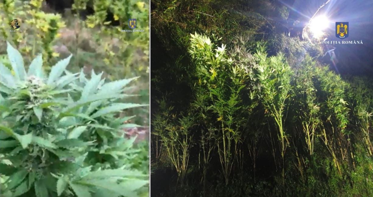 Culturi de cannabis